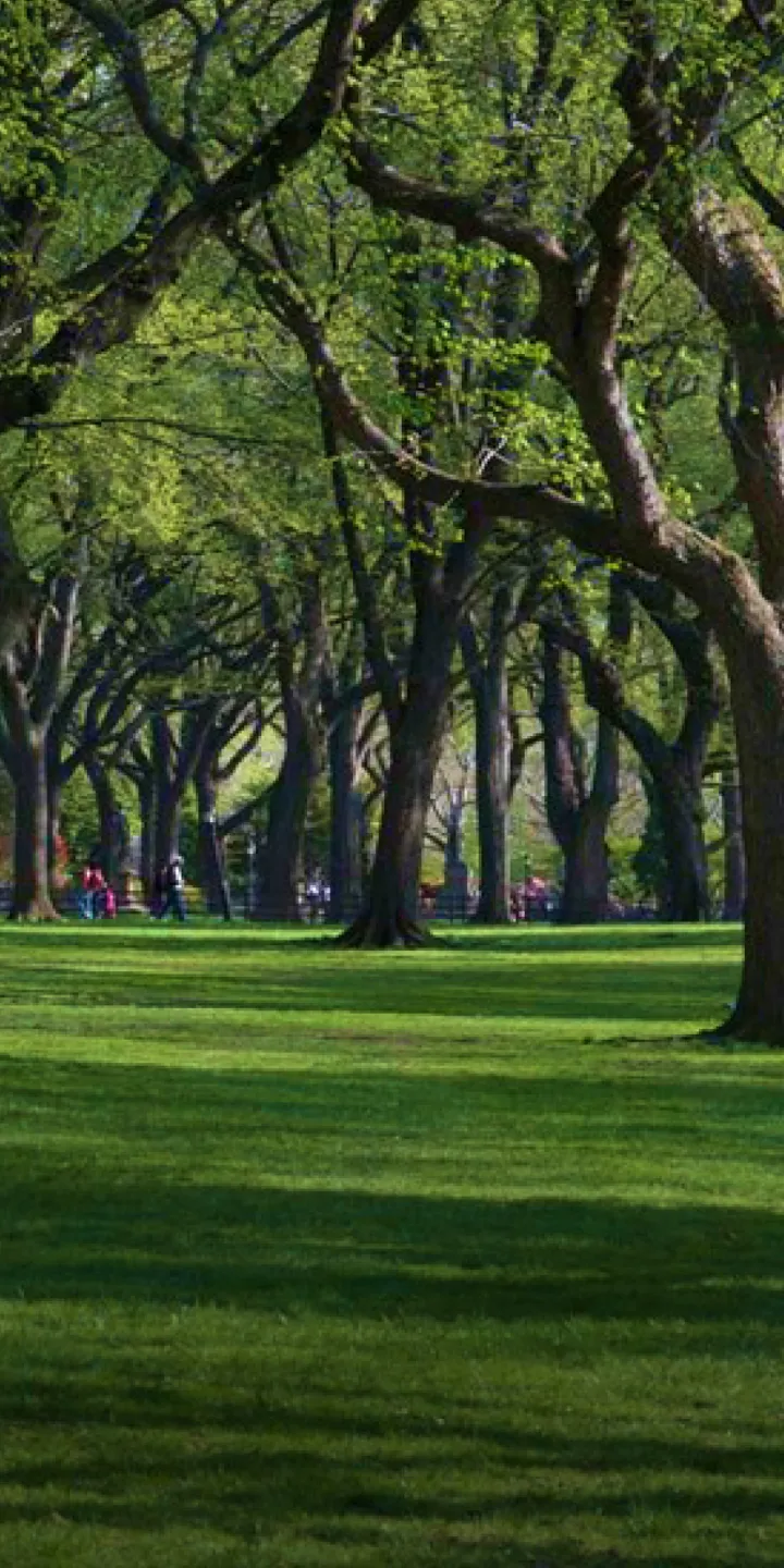 Oberlin College campus with lots of trees
